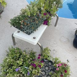 Perennial Plants/ Flowers 