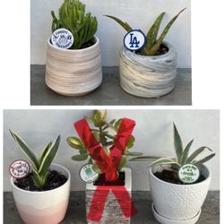 gift ready gollum jade aloe or agave Succulents in ceramic pots w/plant spikes