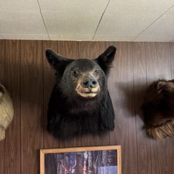 Reduced Price for 2 Mounted Bears