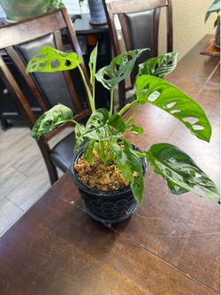 Live Swiss Cheese Monstera Adansonii Plant with Ceramic Pot (Please read full description)