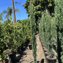 Cypress Privacy Hedge