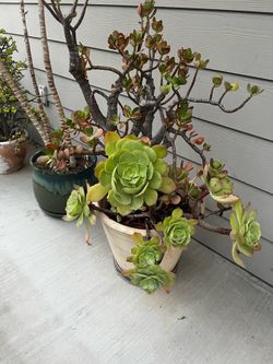 Free Plants