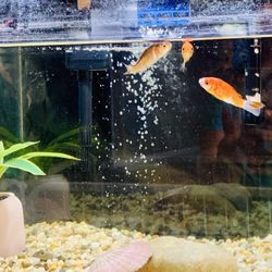 Fish Tank, Like New, $50