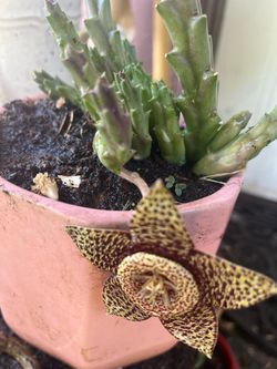 Plantas, esta pelea