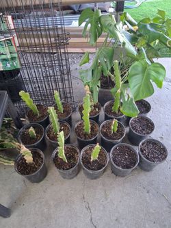 Dragonfruit Plants
