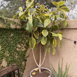 Free Variegated Rubber Tree (Ficus Tineke) – 5–6 ft Tall