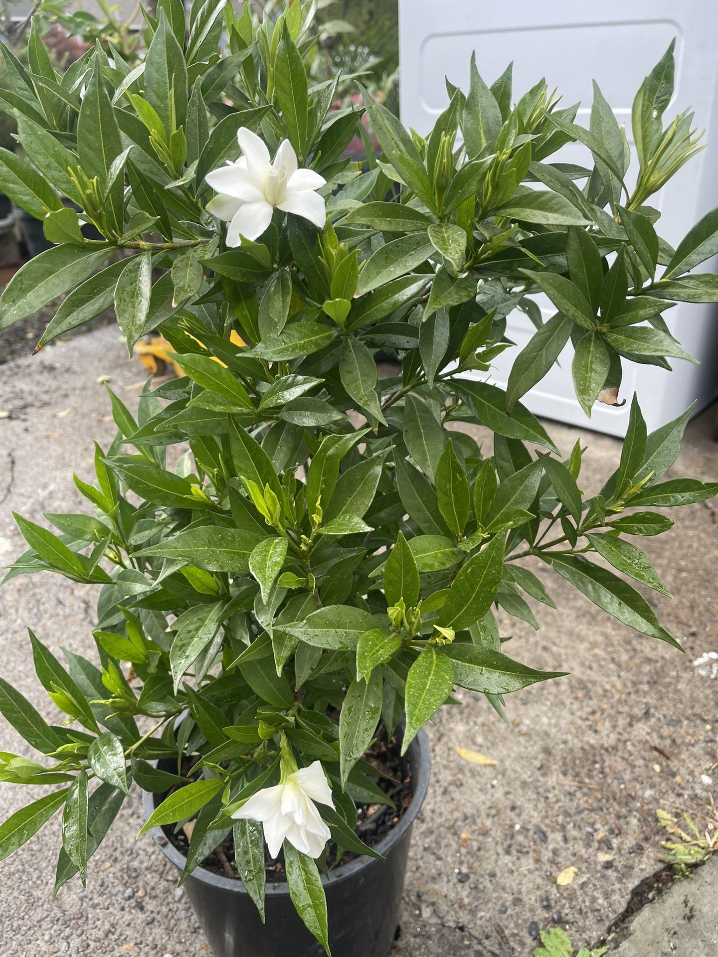 Plant: Gardenia