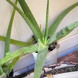 ALOE VERA PLANTS
