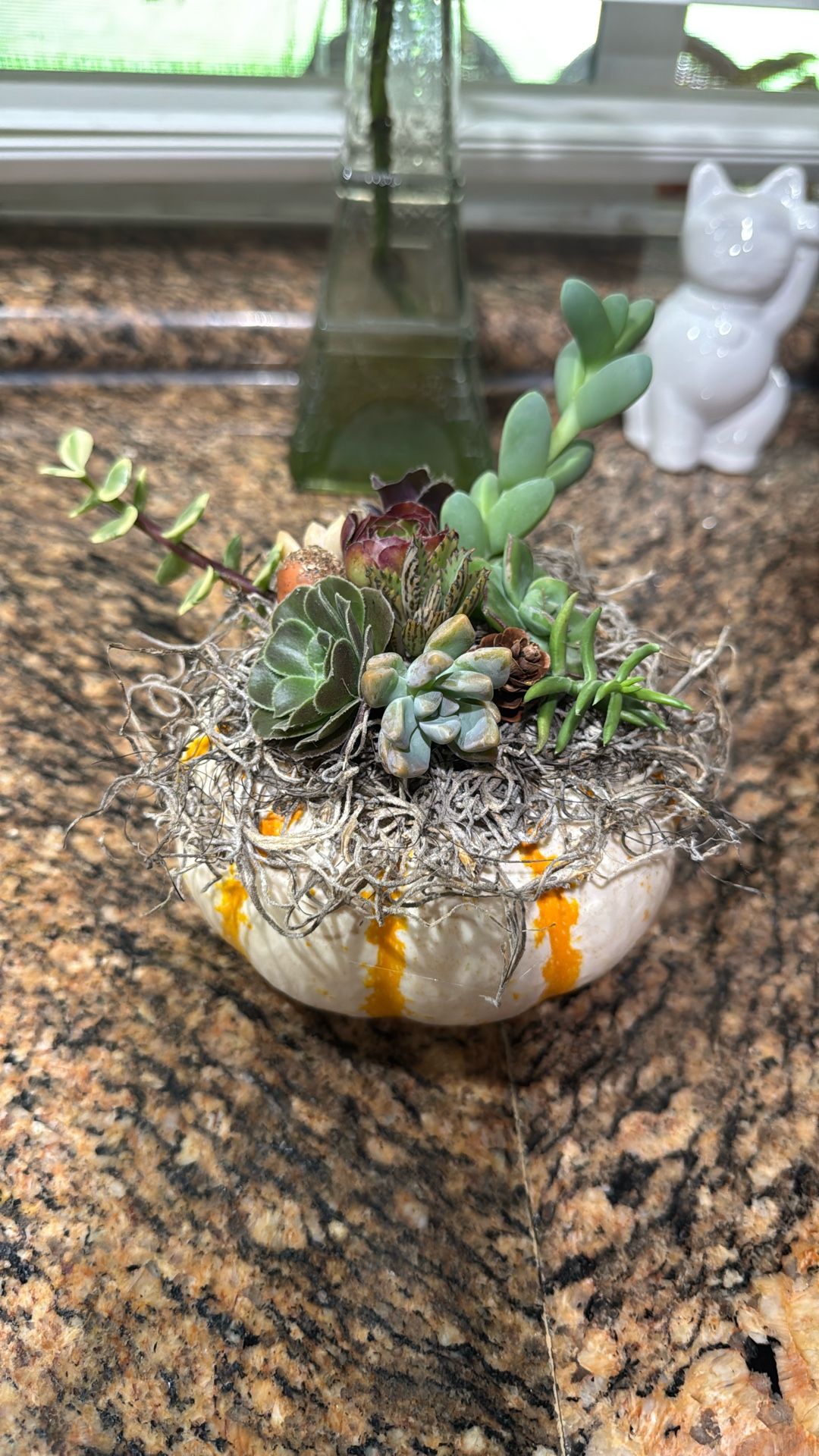 Pumpkin Succulents