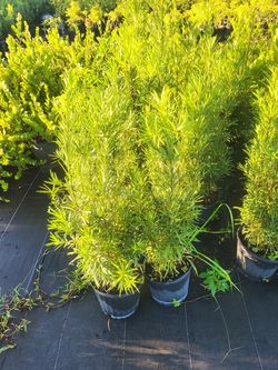 Podocarpus Privacy Plant 3g full size