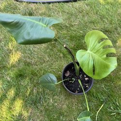 Monstera Starter Plants – Fully Rooted & Healthy 🌿✨