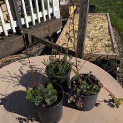Oregon Alder Trees / Red alder tree
