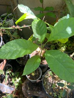 Arbol de aguacate