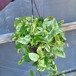 Njoy Pothos Plant 6" Pot $10 Each