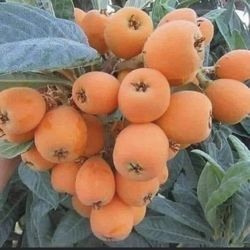 Loquat Fresh Fruit