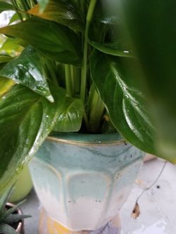 White Premium Sympathy Peace Lily - Indoor Plants House