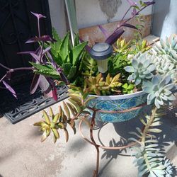 Variedad De Suculentas Y Plumeria