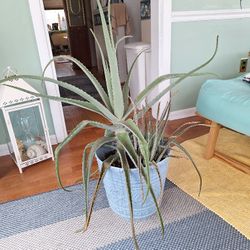 Aloe Vera Plant