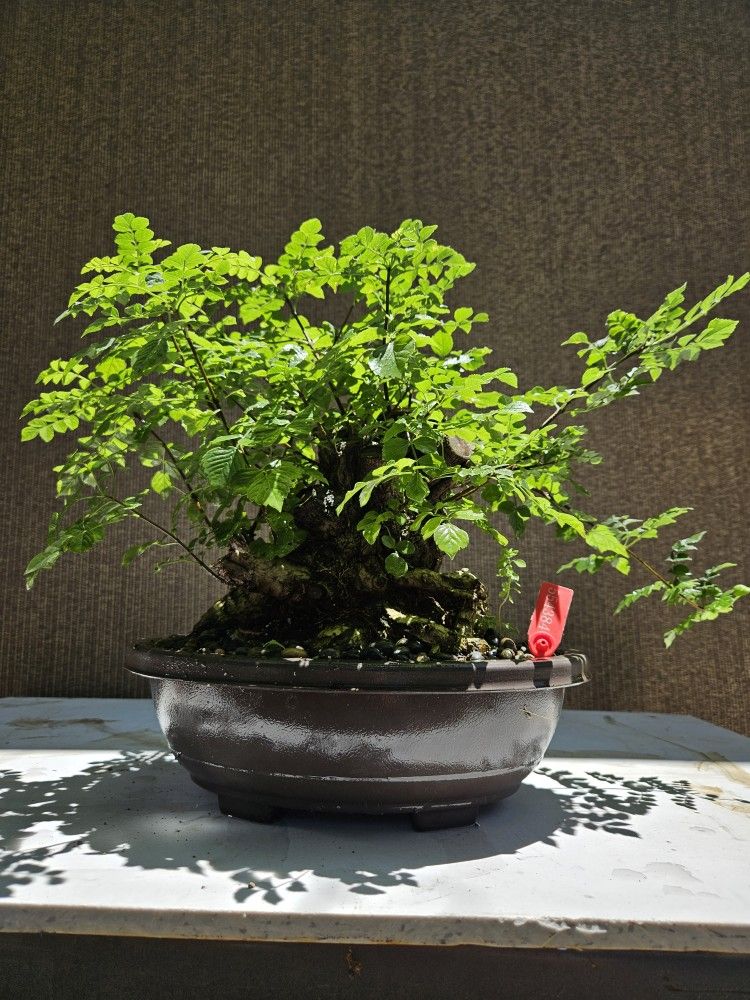 Old Cape Honeysuckle Bonsai Tree 