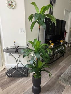 Pretty artificial plant 5 ft tall with planter
