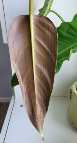 anubias nana plant Anubias Nana Petite Live Mini Plant for Aquariums.  Canton Aquatics
