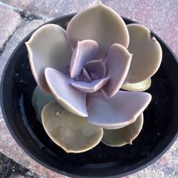 Succulent Plant 🪴 