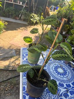 Plantas