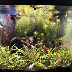 Aquarium Ornamentals