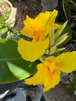 Yellow cannas and elephant ears