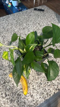 Pothos plant