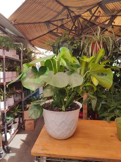 Monstera Deliciosa Indoor Plant