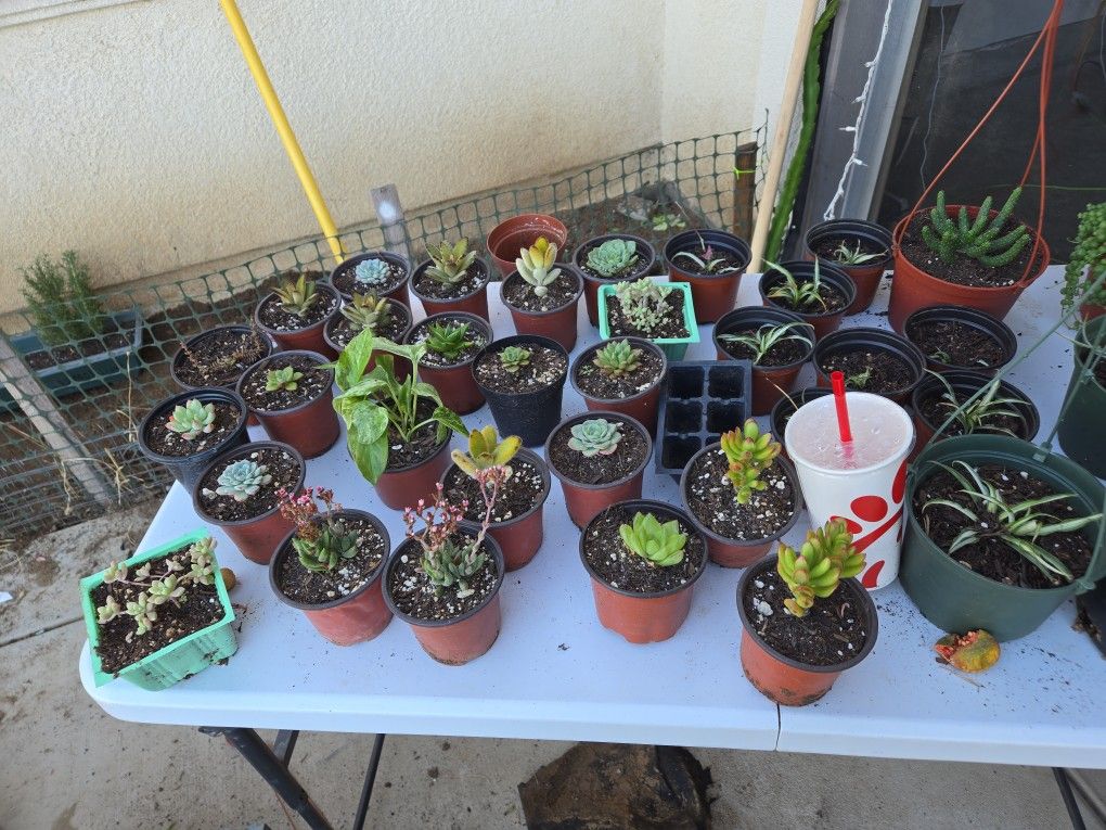 Succulents And Plants 🪴