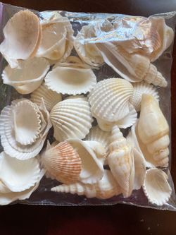 Small Ziplock Sandwich bagful of Decorative Seashells