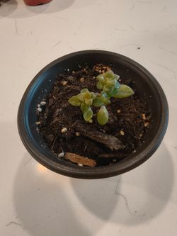 Starter Graptopetalum Bronz 3.5" Pot