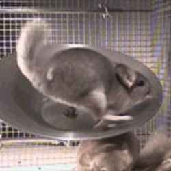 The Original Steel Flying Saucer Chinchilla Wheel