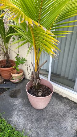 Coconut trees