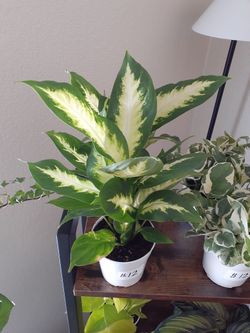 Chineese Evergreen House Plant