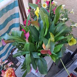 Variety lollies Calla Lilly