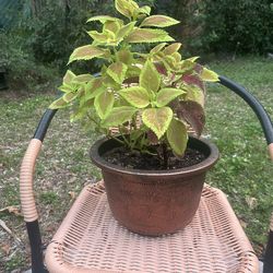 Large Mixed Color Coleus Plant In 12” Decorative Planter