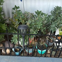 Plants For Sale