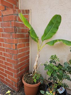 Banana Plant