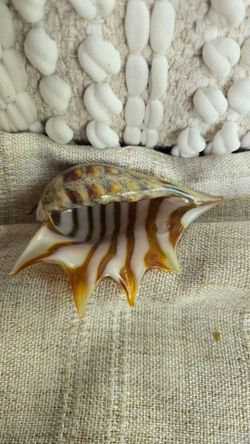 Decorative Glass Seashell Figurine Displaced signature