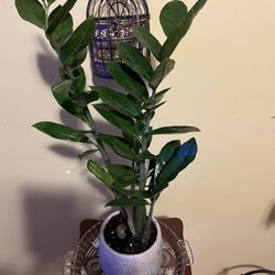 🌿ZZ Plant🌿