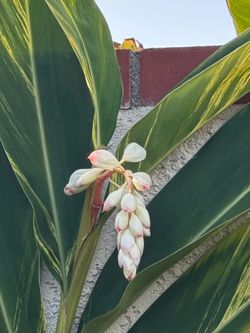Pink and White and Yellow Hawaiian Ginger