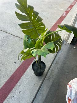 Plant decoration