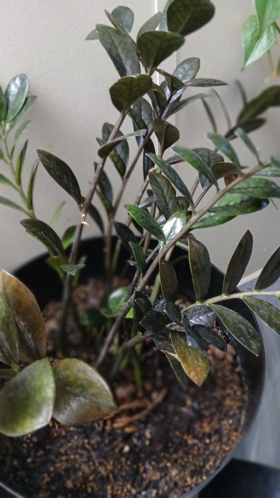 Black Raven ZZZ Plant