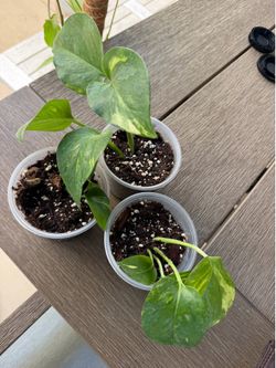 Hawaiian Pothos