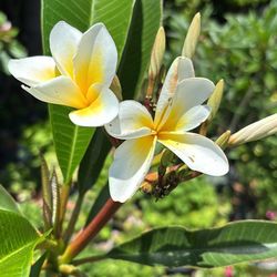 planta de plumeria celadine mide 6pies 