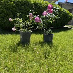 Roses Plant 