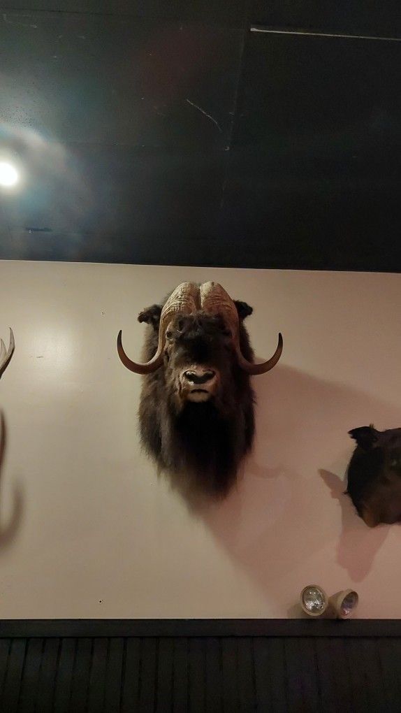 Musk Ox Shoulder Mount